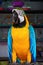 The blue-and-yellow macaw, is a large South American parrot with blue top parts and yellow under parts. (Ara ararauna)