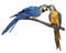 Blue-and-yellow macaw. macaw watercolor illustration. Realistic bird