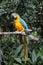 Blue and Yellow Macaw Parrot