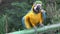 Blue and yellow Macaw Parrot - Ara ararauna in a zoo