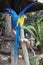 Blue and yellow Macaw Parrot with Clipped Stretched Wings