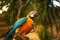 Blue yellow macaw parrot. Colorful cockatoo parrot. Tropical bird park. Nature and environment concept. Horizontal layout. Copy