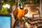 Blue yellow macaw parrot. Colorful cockatoo parrot. Tropical bird park. Nature and environment concept. Horizontal layout. Copy