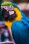 Blue and Yellow Macaw from The Parrot family