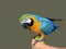Blue-yellow macaw parrot on the hand. Isolated on the grey