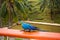 Blue and yellow macaw, parrot in a natural park in Cartagena, Colombia