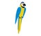 Blue and yellow macaw parrot perched, tropical bird illustration. Wildlife and exotic avian concepts vector illustration