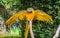 Blue and yellow macaw parrot spreading its wings open and showing off its feathers