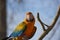Blue and Yellow Macaw Parrot staring from a branch