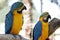 Blue and Yellow Macaw Parrots