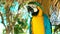 blue and yellow macaw // Portrait of colorful Scarlet Macaw parrot against jungle background