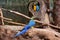 Blue and yellow macaw in Schmiding Zoo