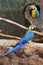 Blue and yellow macaw in Schmiding Zoo