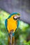 A blue-and-yellow macaw sitting on a wooden stick
