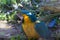 A blue-and-yellow macaw in a wildlife park