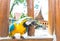 Blue and Yellow Macaw on Wooden Fence used as Template