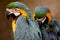 Blue-and-yellow Macaws