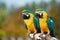 Blue and yellow macaws (Ara ararauna)