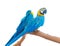 Blue-and-Yellow Macaws isolated