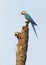 Blue-and-yellow macaws nesting high on a dead palm tree