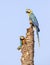 Blue-and-yellow macaws perched high on a dead palm tree