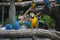 Blue-and-yellow macaws perching at wood branch