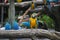 Blue-and-yellow macaws perching at wood branch