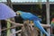 Blue-and-yellow macaws perching at wood branch