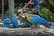 Blue-and-yellow macaws perching at wood branch