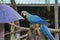 Blue-and-yellow macaws perching at wood branch