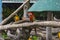Blue-and-yellow macaws perching at wood branch