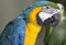 Blue & Yellow McCaw Parrot