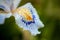 Blue and yellow mottled and spotted orchid stem