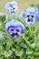 Blue and Yellow Pansies, Spring Flowers