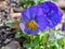 A blue and yellow pansy showing off its vibrant colors