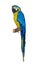 Blue-yellow parrot ara