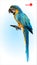 Blue and yellow parrot, macaw. Brazilian Ara. Big wild tropical bird, Parrot sitting on a wooden branch on a blue