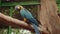 Blue and yellow parrot sitting on tree branch in cage of zoo
