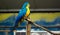 Blue and yellow parrot standing on a tree brunch