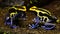 Blue and Yellow Poison Dart Frog Couple