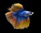 Blue and yellow Siamese fighting fish on blue background