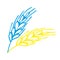 Blue and yellow Spikelet of wheat in doodle style. Simple black and white sketch of wheat, barley or rye stalk for bakery
