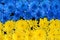 Blue and yellow stripes with colored flowers (Ukraine flag, the