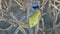 Blue and yellow tanager