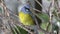 Blue & Yellow Tanager