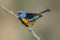 Blue and Yellow Tanager, Thraupis bonariensis, Calden Forest,