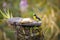 Blue and yellow Thick-billed euphonia perched on a wooden feeding place with banana, side view, against blurred natural background