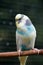 Blue-yellow wavy parrot in full growth in nature.