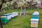 Blue, yellow, white hives with tribal honey bees on apiary. Cherry branches with white flowers over hives