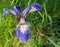 Blue and Yellow Wild Iris Flower shore plant lake